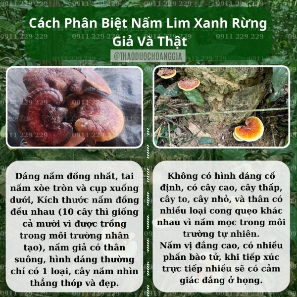 Nấm Lim Xanh Thu Hái Tự Nhiên Quảng Nam - Loại Tiêu Chuẩn 500G