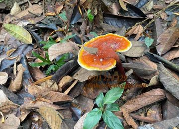 Nấm Lim Xanh Quảng Nam: tác dụng và cách sử dụng đúng cách