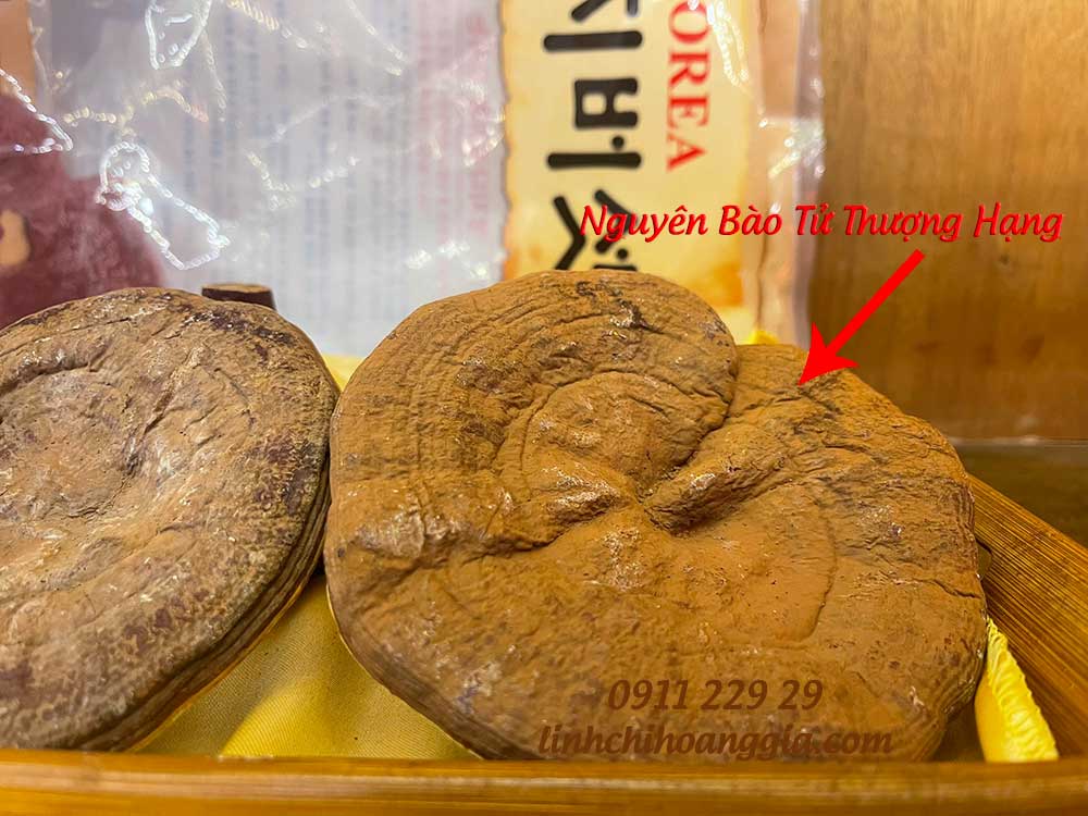 bao-tu-nam-linh-chi