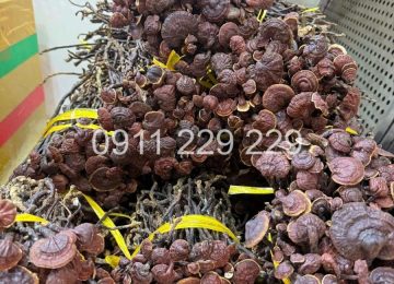Nấm Linh Chi Cổ Cò Rừng – Quà tặng từ thiên nhiên cho sức khỏe