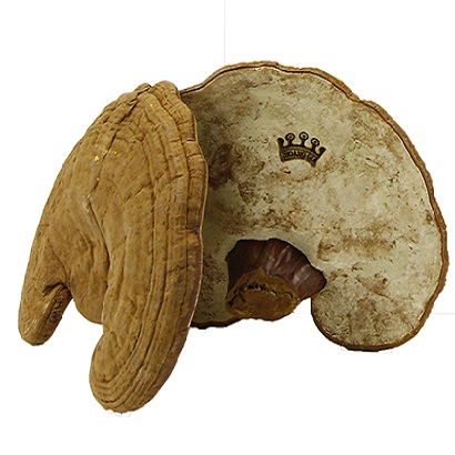 Nấm Linh Chi Đỏ Việt Nam Cao Cấp 500g Nguyên Tai