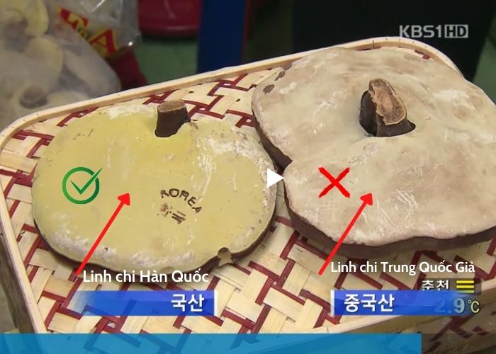 nam-linh-chi-tai-to