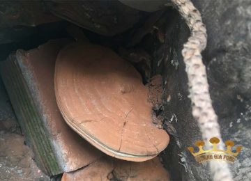 Nấm linh chi mọc ở đâu cho giá trị dinh dưỡng cao?