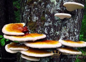 Nấm Linh Chi Rừng Tự Nhiên cách nhận dạng và hình ảnh nhận biết
