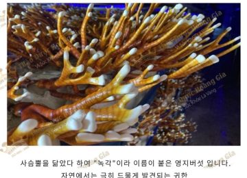 Nấm Sừng Hươu Là Gì? Lợi Ích Tuyệt Vời Cho Bạn​