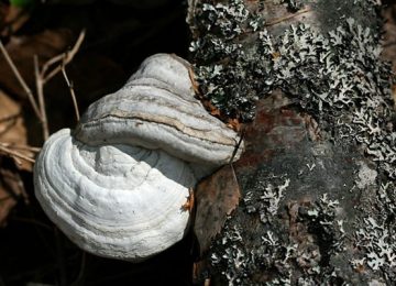 Nấm linh chi trắng là gì? Các công dụng hiệu quả cho sức khỏe