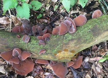 Nấm Mèo | Công dụng & Các món ăn ngon