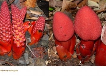 Nấm Ngọc Cẩu Ngâm Rượu có tác dụng gì? Cách nhận định loại chất lượng