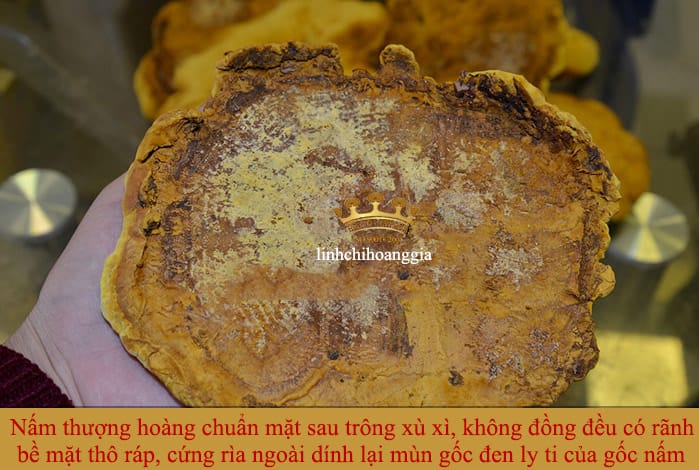 nam-thuong-hoang-han-quoc-that
