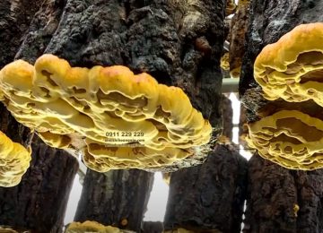 Khám Phá Nấm Thượng Hoàng – Dược Liệu “Vàng” Cho Sức Khỏe 2025