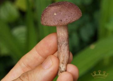 Tìm hiểu về Nấm Tràm Phú Quốc