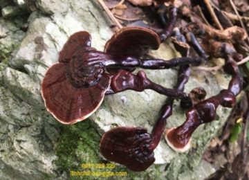 Nấm Trúc và những thông tin hữu ích cho người quan tâm dược liệu rừng