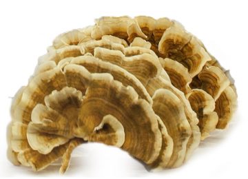 Nấm Vân Chi: Công dụng và cách sử dụng an toàn hiệu quả