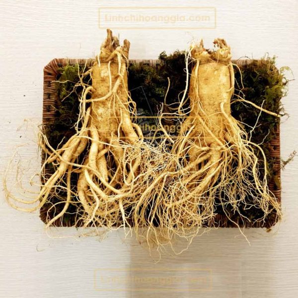 Nhân Sâm Tươi Hàn Quốc - Loại 2 Củ/Kg