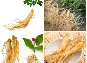 Nhân Sâm Tươi Hàn Quốc: Hình ảnh, Công dụng – Cách phân biệt