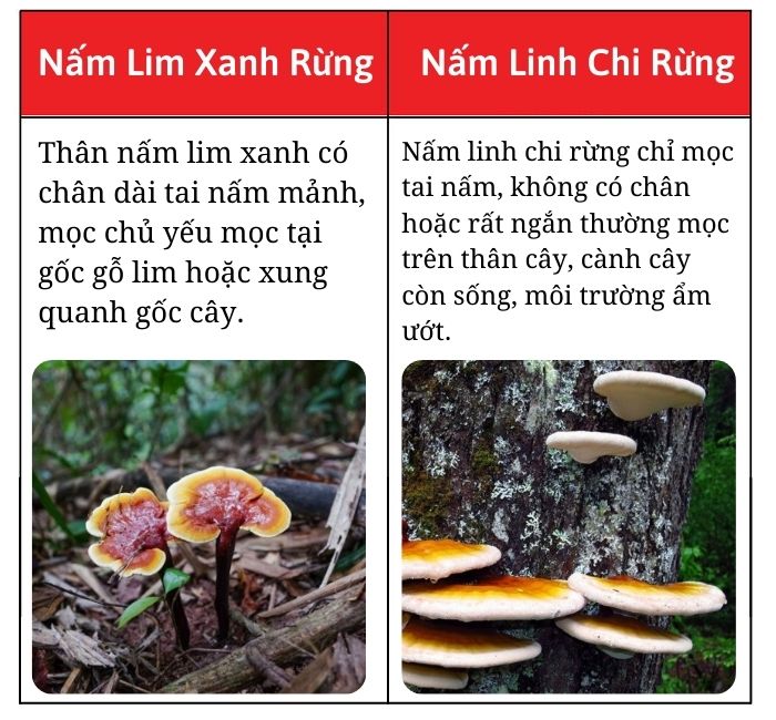 phan-biet-nam-lim-xanh-chuan-rung-that-gia