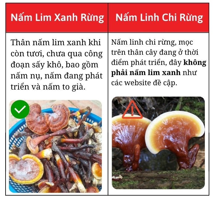 phan-biet-nam-lim-xanh-chuan-rung-that-gia2