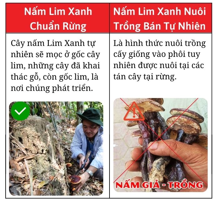 phan-biet-nam-lim-xanh-chuan-rung-that-gia
