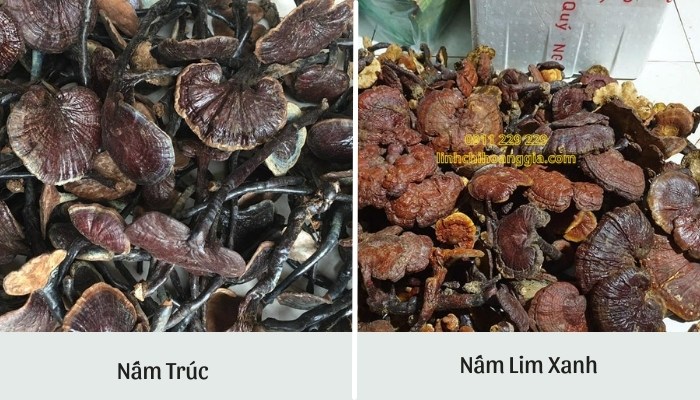 phan-biet-nam-truc-va-nam-lim-xanh
