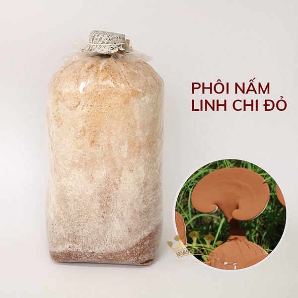 phoi-trong-nam-linh-chi-do