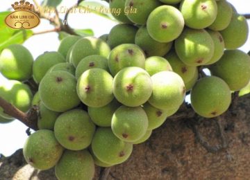 Quả Sung: Đặc điểm, Công dụng và Tác hại có thể bạn chưa biết