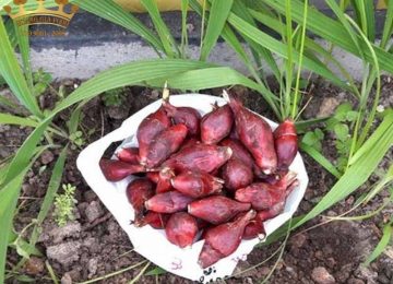 Thảo dược dân gian Sâm đại hành có tác dụng gì?