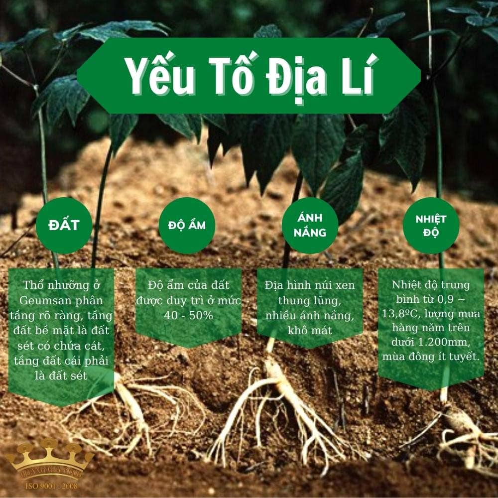sam-tuoi-han-quoc-8-cu