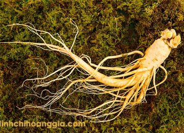  Hướng dẫn làm món Insam Daechucha – Trà táo tàu nhân sâm Hàn Quốc