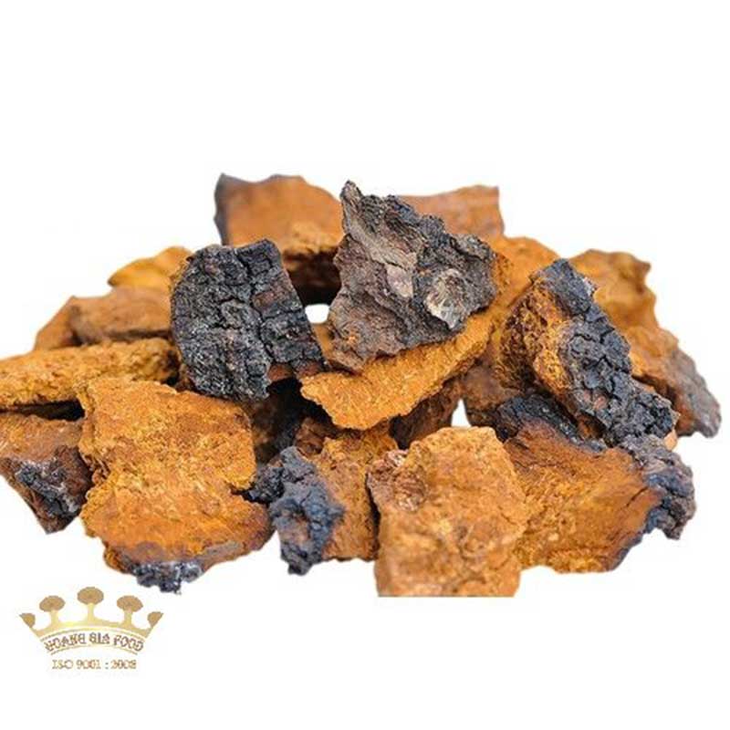 tac-dung-nam-chaga
