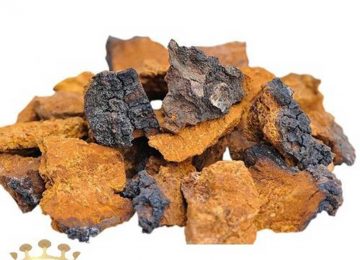 Nấm chaga là gì? Thông tin tổng quan và những lưu ý khi dùng