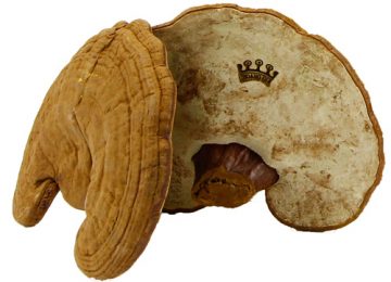 Có Mấy Loại Nấm Linh Chi? Top 5 Loại Nấm Linh Chi Tốt Nhất Hiện Nay