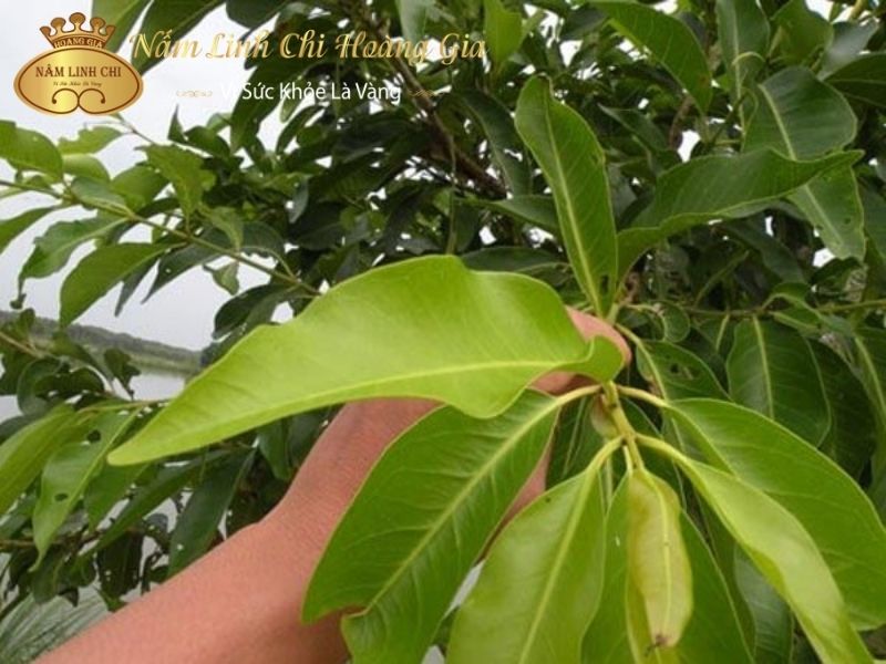 tc3a1c20he1baa1i20ce1bba7a20lc3a120ve1bb91i201-1 tac-hai-cua-la-voi