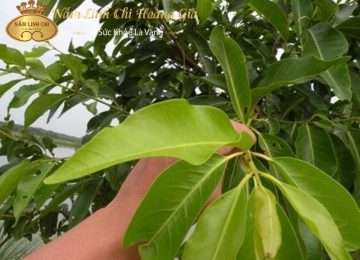 Tác hại của lá vối! Những điều nên tránh khi sử dụng