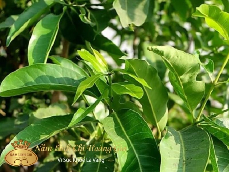 tc3a1c20he1baa1i20ce1bba7a20lc3a120ve1bb91i202 la-voi-co-nhung-tac-hai-nao