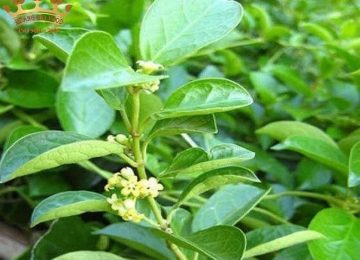 Dây thìa canh mọc ở đâu? Tác dụng và cách sử dụng hiệu quả