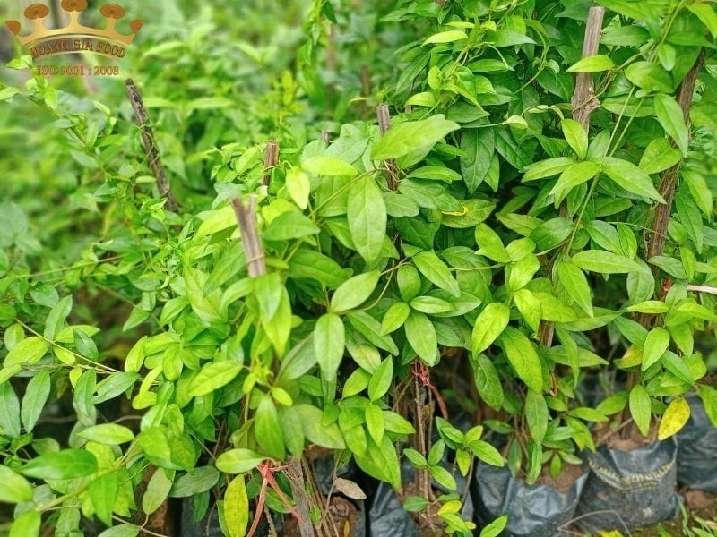 thia-canh
