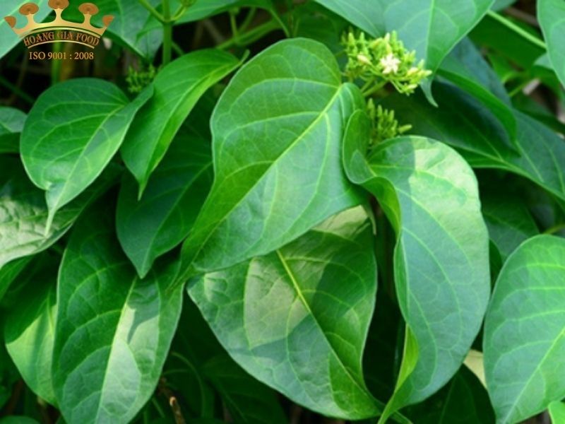 thia-canh