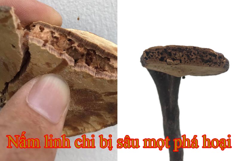 trong-nam-linh-chi-do