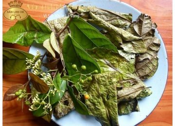 Cây xạ đen và những điều có thể bạn chưa biết