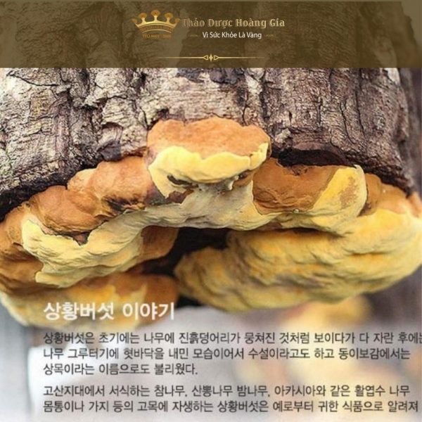 Nấm Thượng Hoàng Hàn Quốc Nhập Khẩu Nguyên Khay 500g